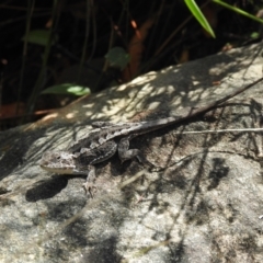 Rankinia diemensis at Hill Top, NSW - suppressed