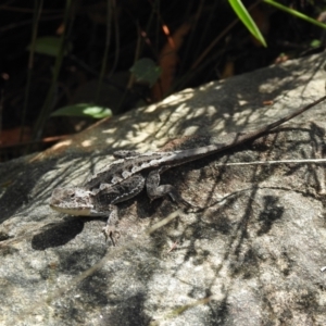 Rankinia diemensis at Hill Top, NSW - 24 Jan 2023