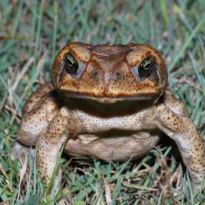 Rhinella marina at Wellington Point, QLD - 22 Jan 2023