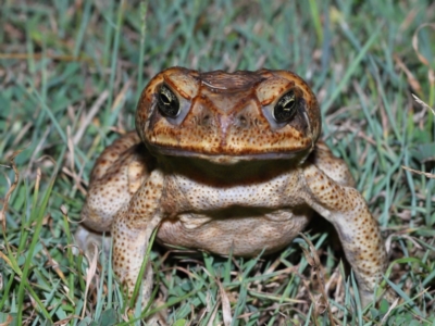 Rhinella marina (Cane Toad) at Wellington Point, QLD - 22 Jan 2023 by TimL