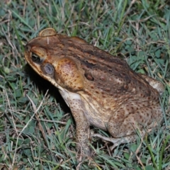 Rhinella marina at Wellington Point, QLD - 22 Jan 2023