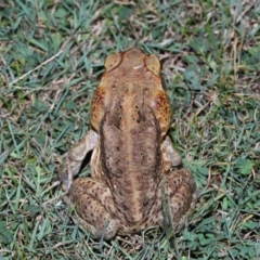 Rhinella marina at Wellington Point, QLD - suppressed