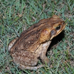 Rhinella marina at Wellington Point, QLD - suppressed