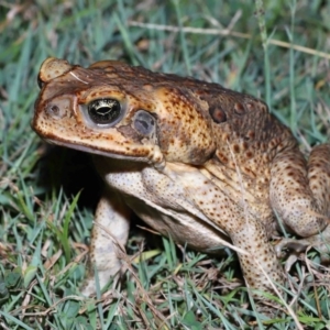 Rhinella marina at Wellington Point, QLD - suppressed