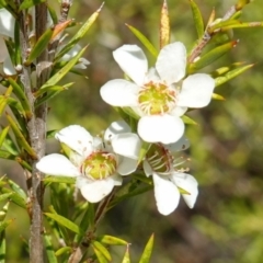 Leptospermum juniperinum (Prickly Tea-tree) at Hyams Beach, NSW - 21 Jan 2023 by RobG1