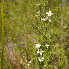 Leptospermum juniperinum at Hyams Beach, NSW - suppressed