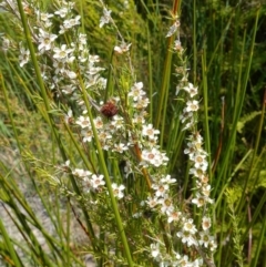 Leptospermum juniperinum at Hyams Beach, NSW - suppressed