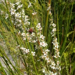 Leptospermum juniperinum at Hyams Beach, NSW - 21 Jan 2023