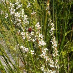 Leptospermum juniperinum at Hyams Beach, NSW - suppressed
