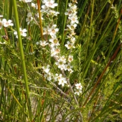 Leptospermum juniperinum at Hyams Beach, NSW - suppressed