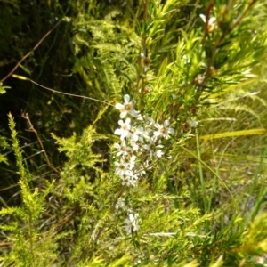 Leptospermum juniperinum at Hyams Beach, NSW - suppressed