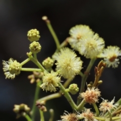 Acacia mearnsii (Black Wattle) at Harrison, ACT - 25 Jan 2023 by AndyRoo