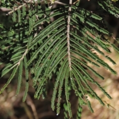 Acacia mearnsii at Harrison, ACT - 25 Jan 2023 11:49 AM