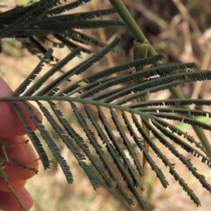 Acacia mearnsii at Harrison, ACT - 25 Jan 2023 11:49 AM