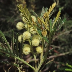 Acacia mearnsii at Harrison, ACT - 25 Jan 2023 11:49 AM