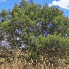 Acacia mearnsii at Harrison, ACT - 25 Jan 2023 11:49 AM