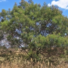 Acacia mearnsii at Harrison, ACT - 25 Jan 2023