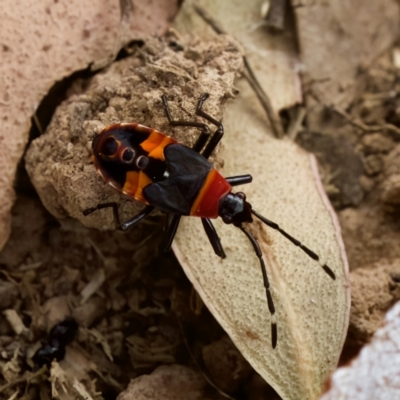 Dindymus versicolor (Harlequin Bug) at Uriarra Recreation Reserve - 21 Jan 2023 by KorinneM
