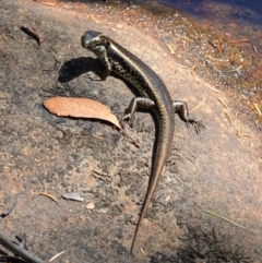 Eulamprus quoyii (Eastern Water Skink) at Hyams Beach, NSW - 21 Jan 2023 by RobG1