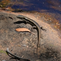 Eulamprus quoyii at Hyams Beach, NSW - 21 Jan 2023