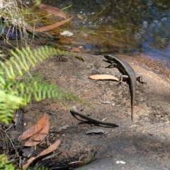 Eulamprus quoyii at Hyams Beach, NSW - 21 Jan 2023 02:59 PM