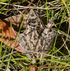 Litoria freycineti (Freycinet's Frog) at Jervis Bay National Park - 21 Jan 2023 by RobG1