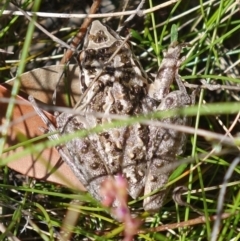 Litoria freycineti at suppressed - suppressed