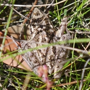 Litoria freycineti at suppressed - suppressed