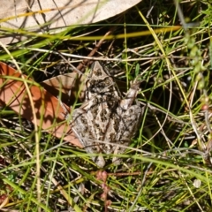 Litoria freycineti at suppressed - suppressed