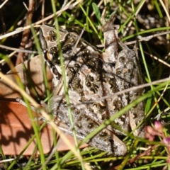 Litoria freycineti at suppressed - suppressed