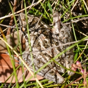 Litoria freycineti at suppressed - suppressed