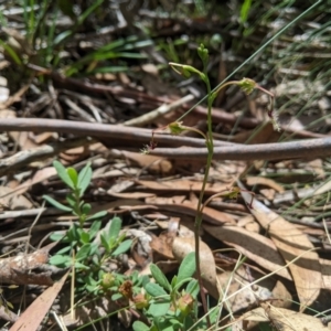 Thynninorchis huntianus at Brindabella, NSW - 26 Jan 2023