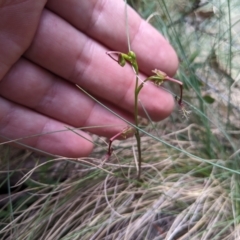 Thynninorchis huntianus at Brindabella, NSW - 26 Jan 2023