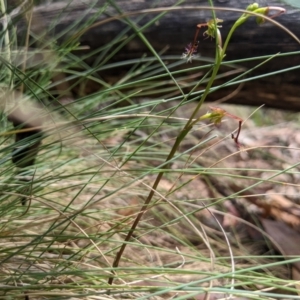 Thynninorchis huntianus at Brindabella, NSW - 26 Jan 2023