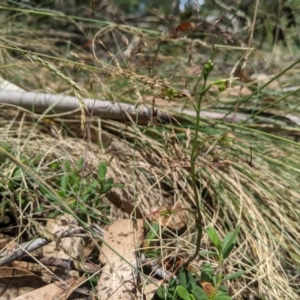 Thynninorchis huntianus at Brindabella, NSW - 26 Jan 2023