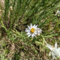 Rhodanthe anthemoides (Chamomile Sunray) at Cotter River, ACT - 26 Jan 2023 by MattM