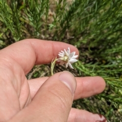 Rhodanthe anthemoides at Cotter River, ACT - 26 Jan 2023