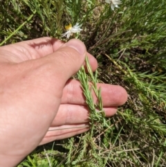 Rhodanthe anthemoides at Cotter River, ACT - 26 Jan 2023