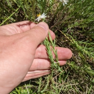 Rhodanthe anthemoides at Cotter River, ACT - 26 Jan 2023