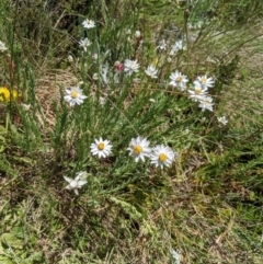 Rhodanthe anthemoides at Cotter River, ACT - 26 Jan 2023 12:19 PM