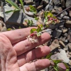 Pimelea ligustrina subsp. ciliata at Bimberi, NSW - 26 Jan 2023 by MattM