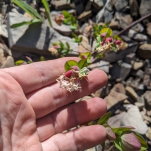 Pimelea ligustrina subsp. ciliata at Bimberi, NSW - 26 Jan 2023 11:56 AM