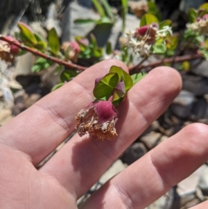 Pimelea ligustrina subsp. ciliata at Bimberi, NSW - 26 Jan 2023