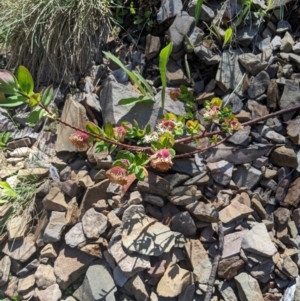 Pimelea ligustrina subsp. ciliata at Bimberi, NSW - 26 Jan 2023