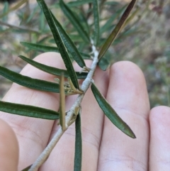 Astrotricha ledifolia (Common Star-hair) at Lower Cotter Catchment - 25 Jan 2023 by MattM