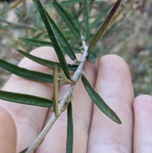 Astrotricha ledifolia at Cotter River, ACT - 26 Jan 2023 09:51 AM