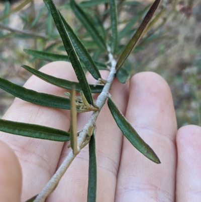 Astrotricha ledifolia (Common Star-hair) at Cotter River, ACT - 25 Jan 2023 by MattM