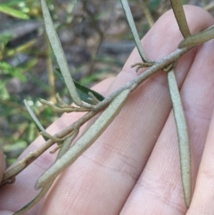 Astrotricha ledifolia at Cotter River, ACT - 26 Jan 2023