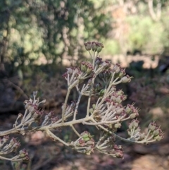 Astrotricha ledifolia at Cotter River, ACT - 26 Jan 2023