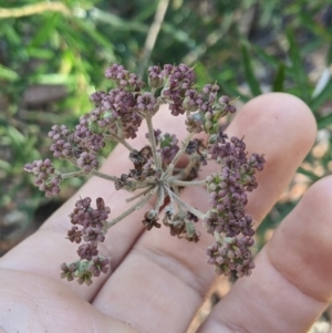 Astrotricha ledifolia at Cotter River, ACT - 26 Jan 2023 09:51 AM